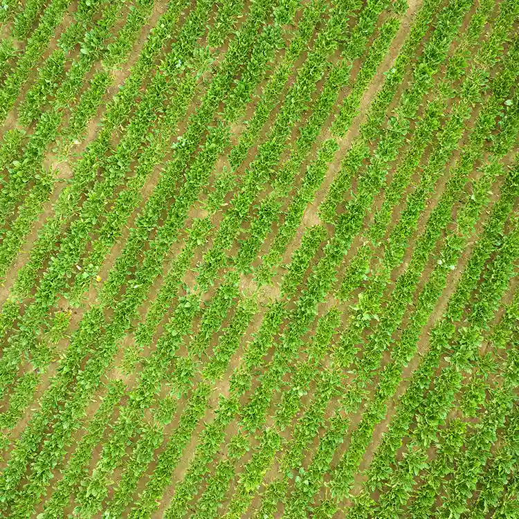 Dronefoto af en dansk mark, der viser landskabet med overblik.