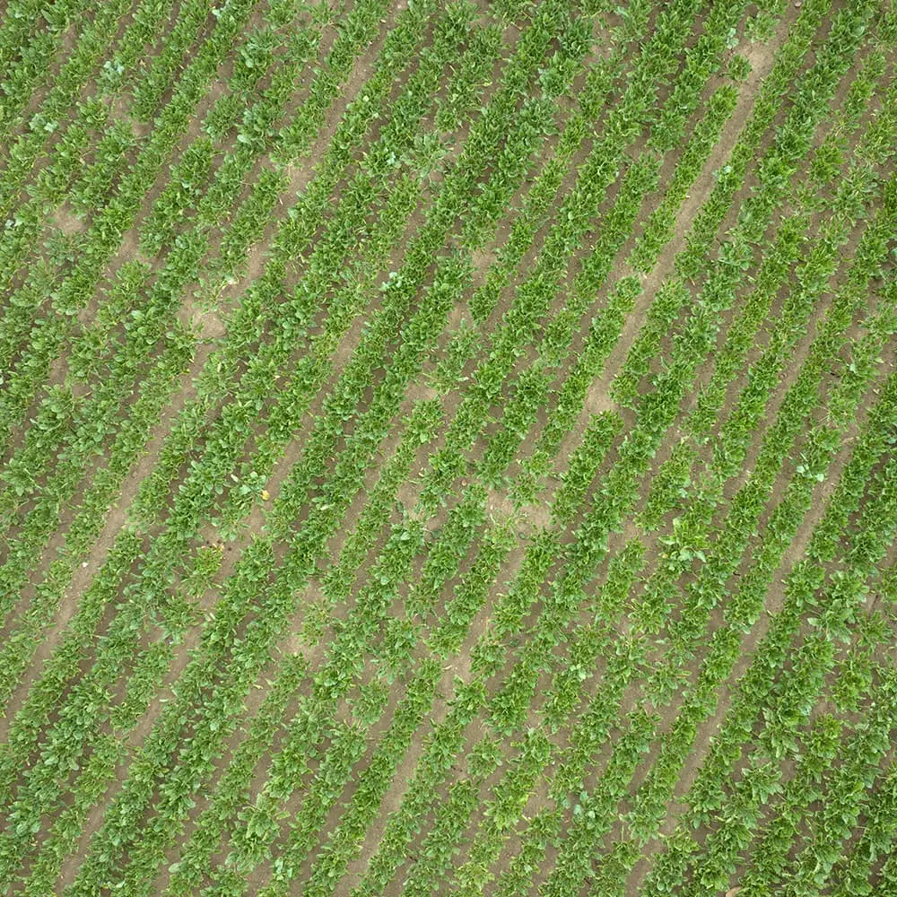 Dronefoto, landskab i mark, landbrug, græs.